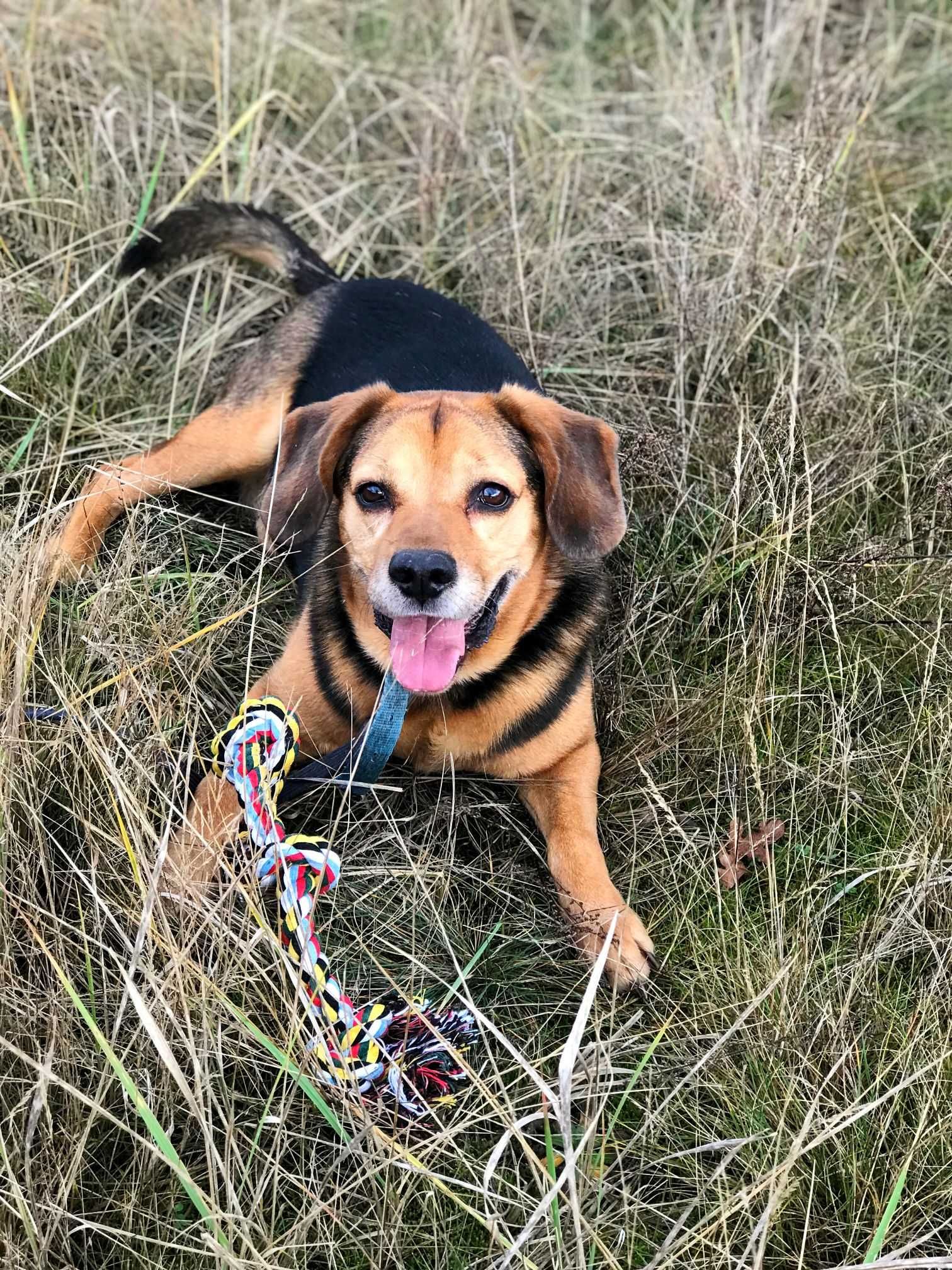 Świetny, zawsze uśmiechnięty Kajtek w typie beagle czeka na Ciebie!