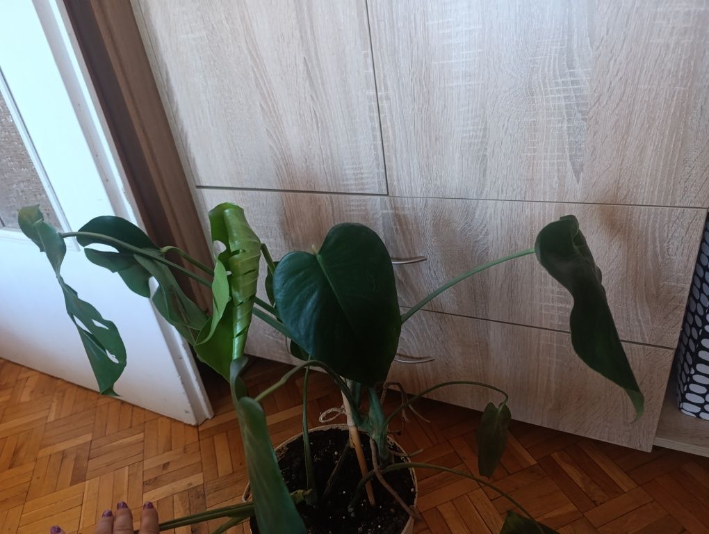 Monstera dziurawa