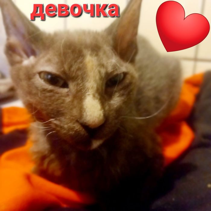 КошечкиДонской сфинкс род 16/044.