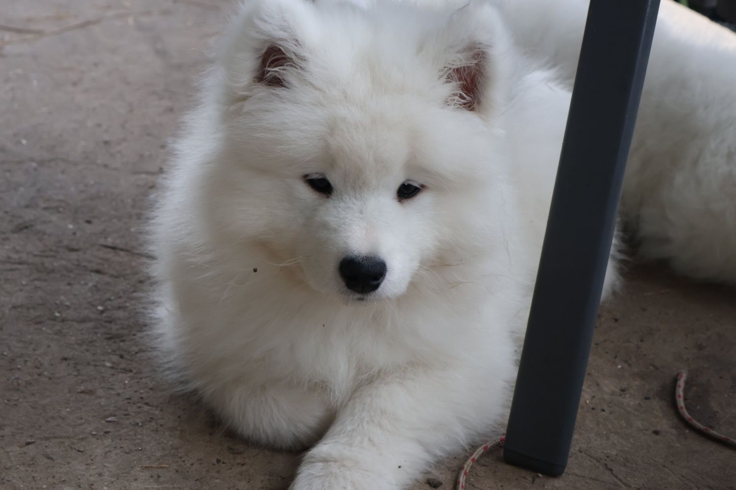 Ostatni  Chłopiec Samoyed