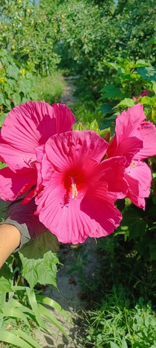 Гібіскус трав'янистий корінь