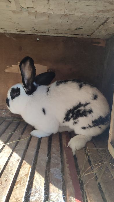 Кролики Бельгийский фландер и других мясных пород,разного возраста .