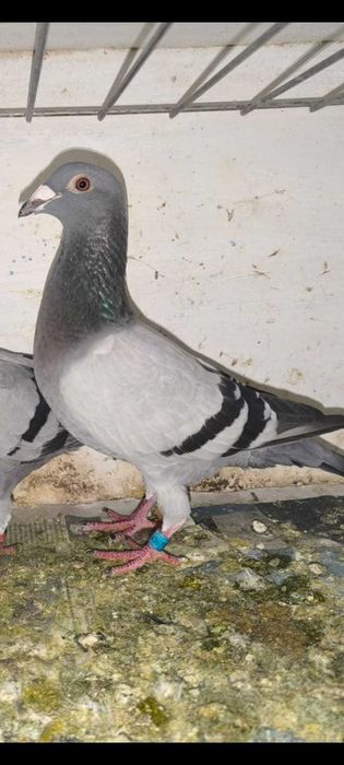 pombos correios reprodutores