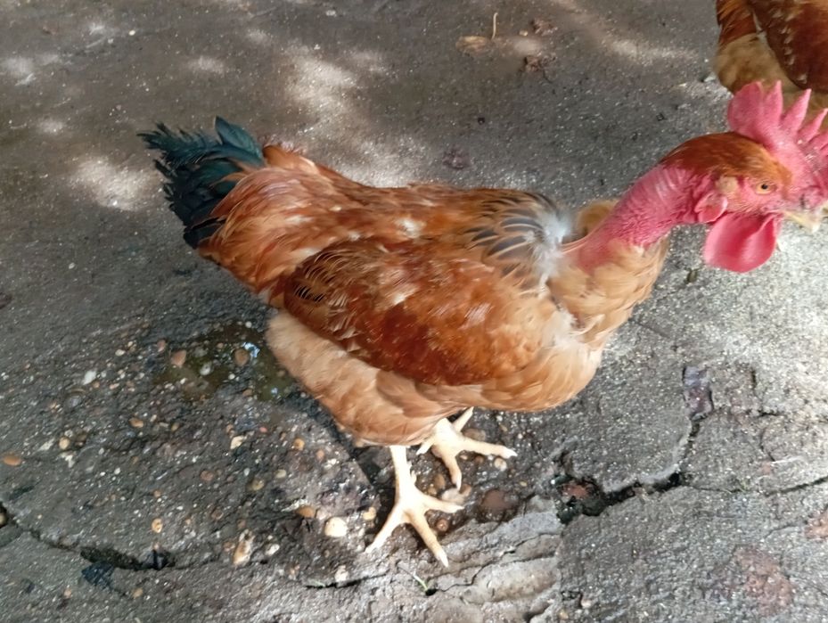 Galos criados ar livre