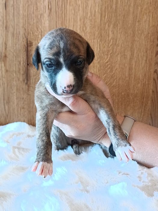 Szczeniaczek Whippet  (chart angielski) - ZkwP