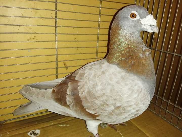 Golebie pocztowe