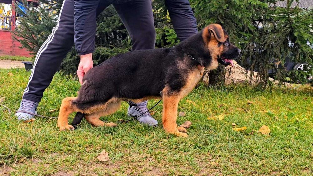 Piesek owczarek niemiecki