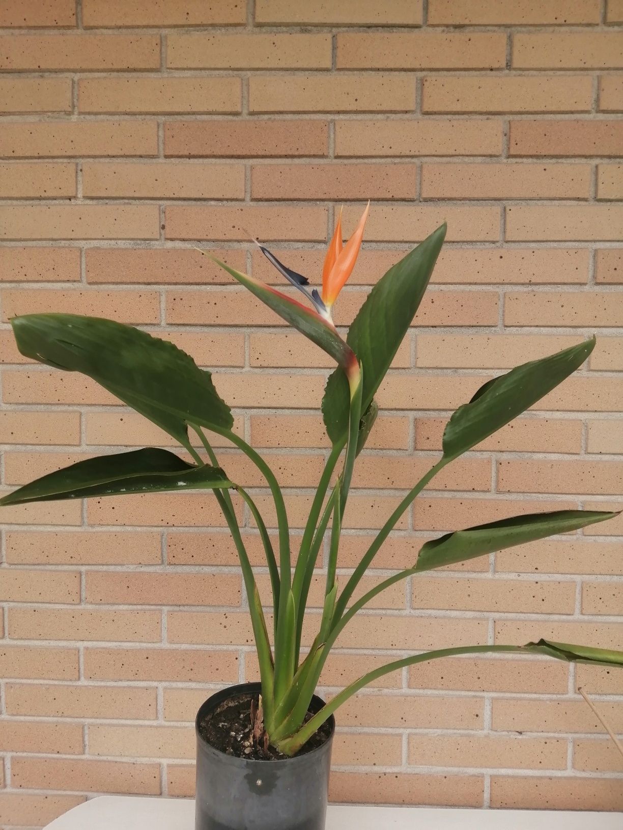 Estrelicia Reginae a dar flor.