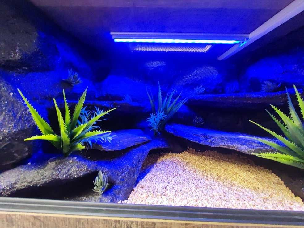 Terrarium pustynne nr627 60/40/40 dla gekona lamparciego NA ZAMÓWIENIE