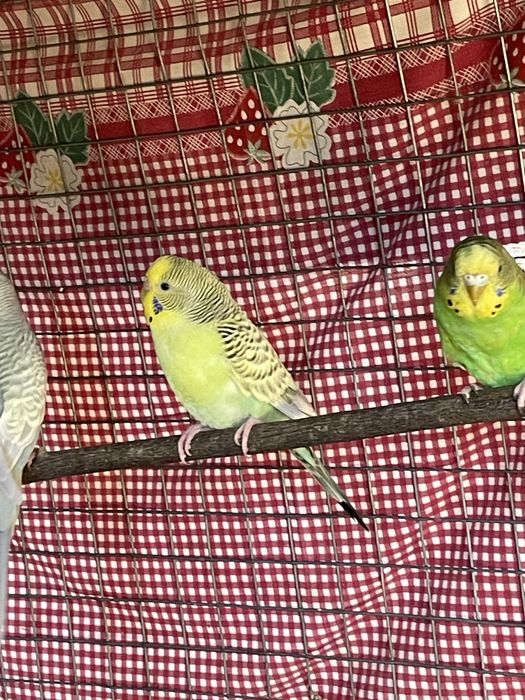 Periquitos de varias cores