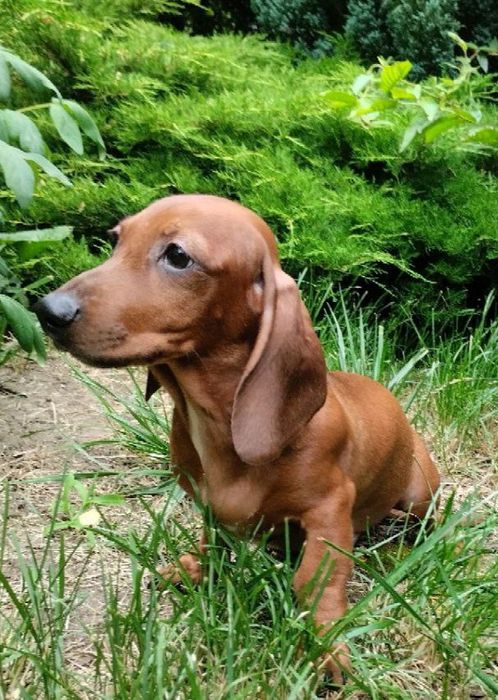 Щенки Таксы,с документами УКФ