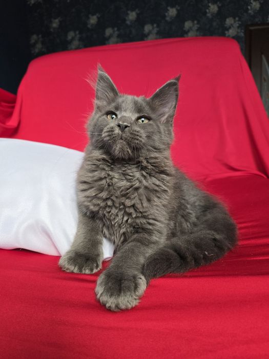 Майбутні леви. Кошенята Мейн кун.