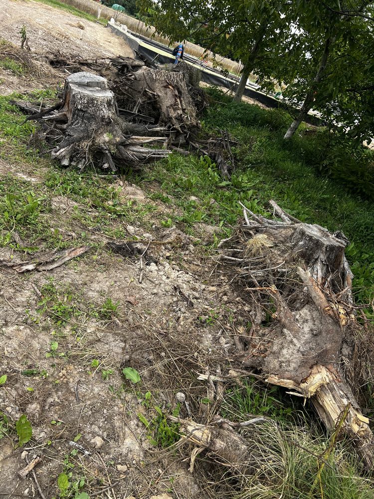 Orzech korzeń pieć sztuk ladnych korzeni