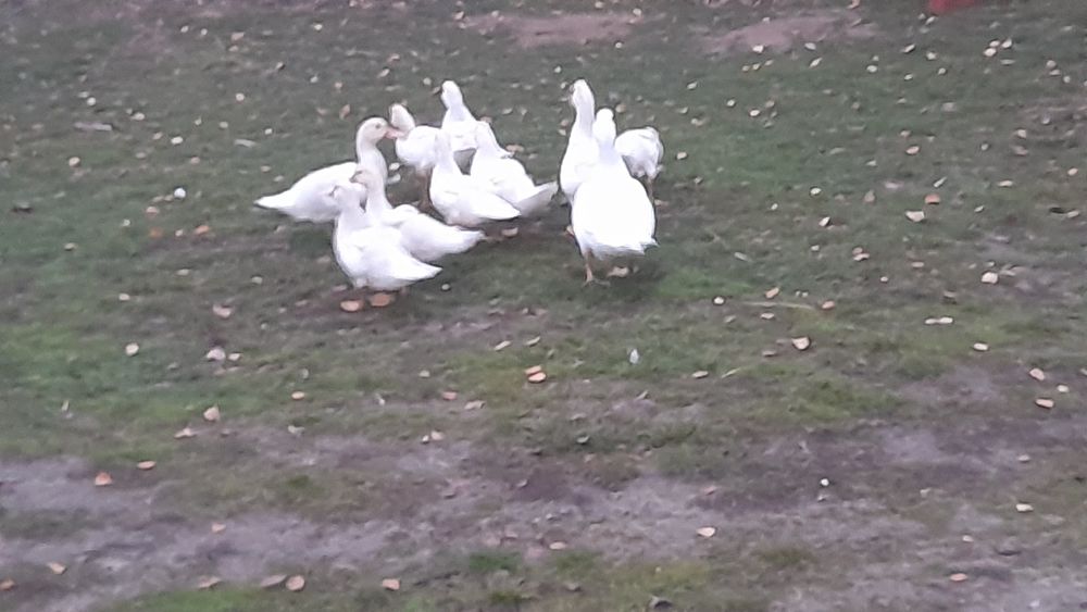 Sprzedam 8 tygodniowe kaczki francuskie