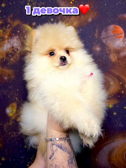 Пушистые кремовые щенки шпица — 5 маленьких солнышек