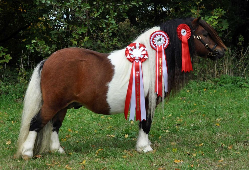 Roczny ogierek kuc szetlandzki mini-rasowy.