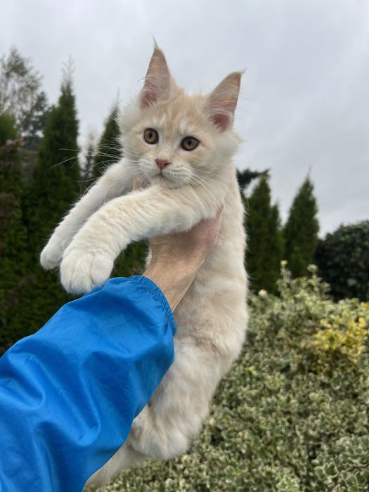 Kotka   Maine Coon  z Rodowodem
