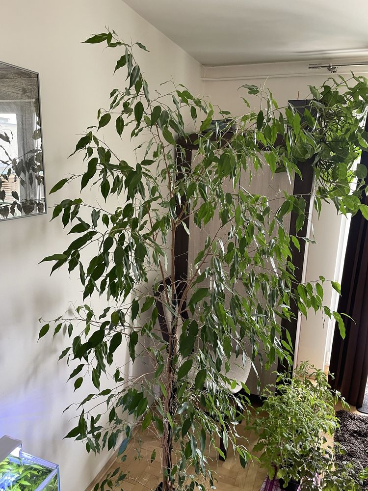 Ficus benjamina fikus benjamin