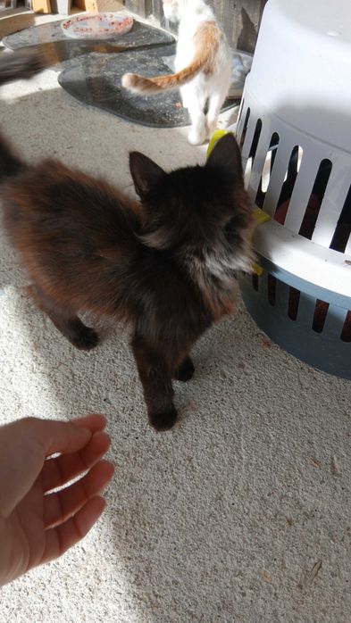 Gatinhos para adoção