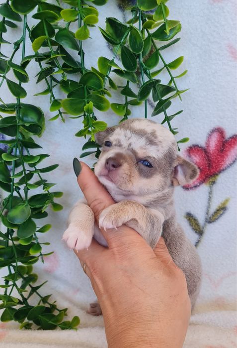 Excelente mini menina lilac merle Chihuahua/Chiuaua de Qualidade