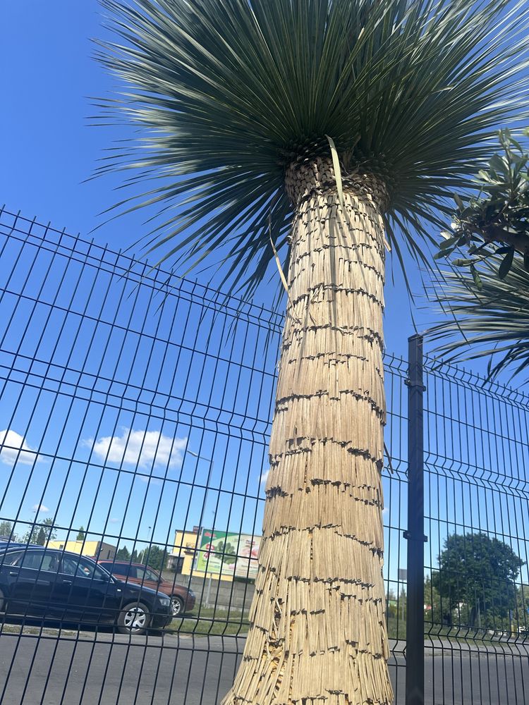 Juka Roztrata Yucca Roztrata Mega Gruby pień