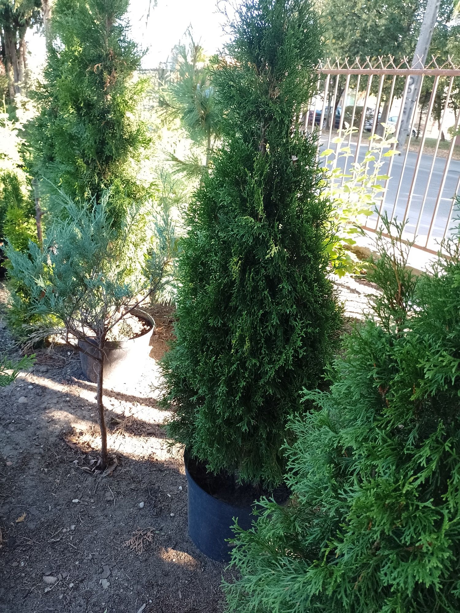 Tuje szmaragd thuja  wys od70cm do 1,8m