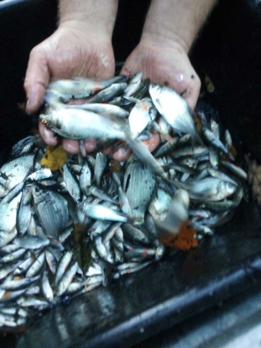 Ryby na lowiska zarybienie karaś okoń płoć leszcz jaź drobnica karp