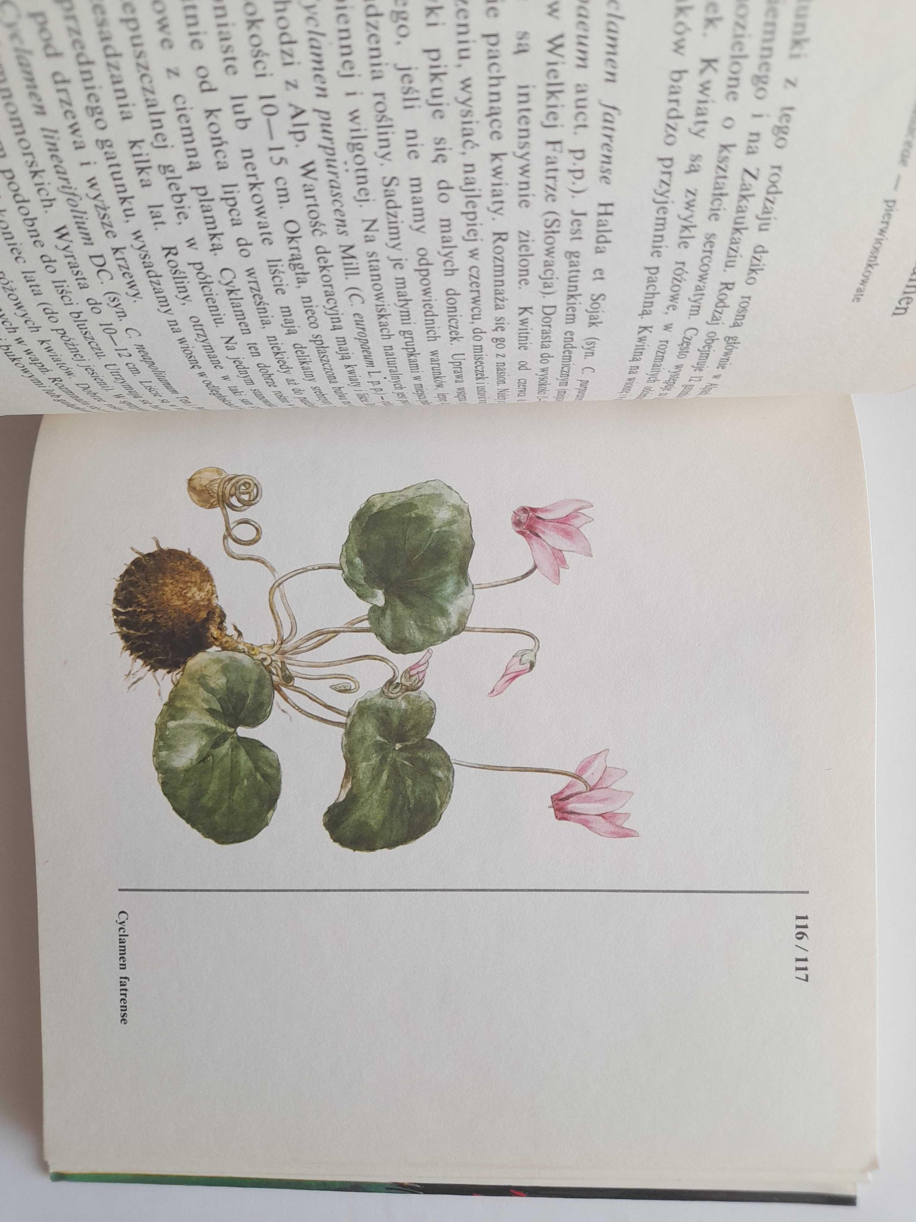 Rośliny skalne - Anna Jakabova, Jindrich Krejca