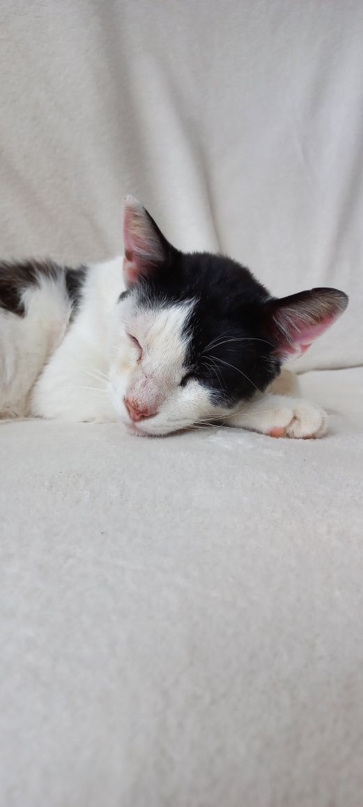 Gato para adoção