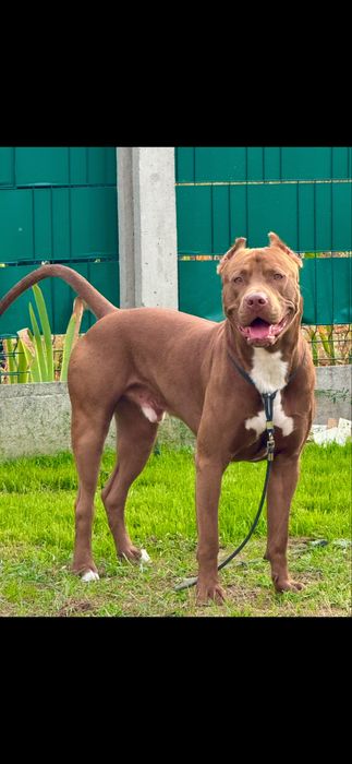 Американський пітбультерʼєр ВЯЗКА (пітбуль XL red nose)