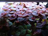 50 szt Phyllanthus Fluitans