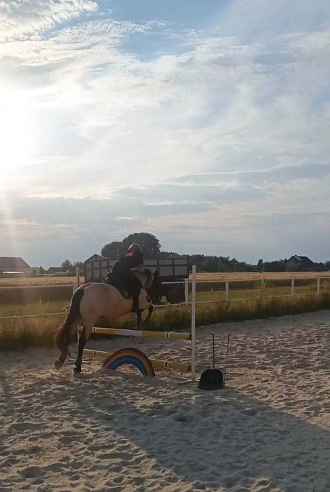 Konie do dzierżawy/współdzierżawy