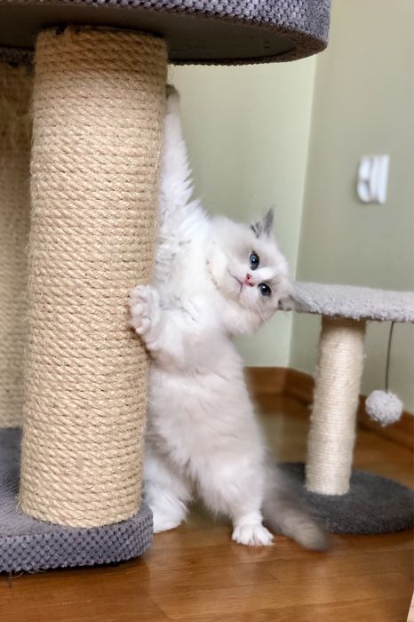 Elvis Fluffywood*PL Ragdoll legalna hodowla