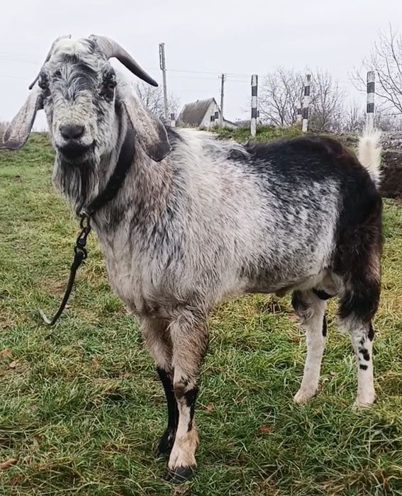 ПРОДАЖ Альпо-нубійського козлика