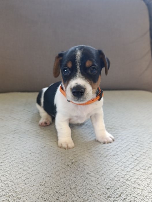Jack Russell terrier szczeniak