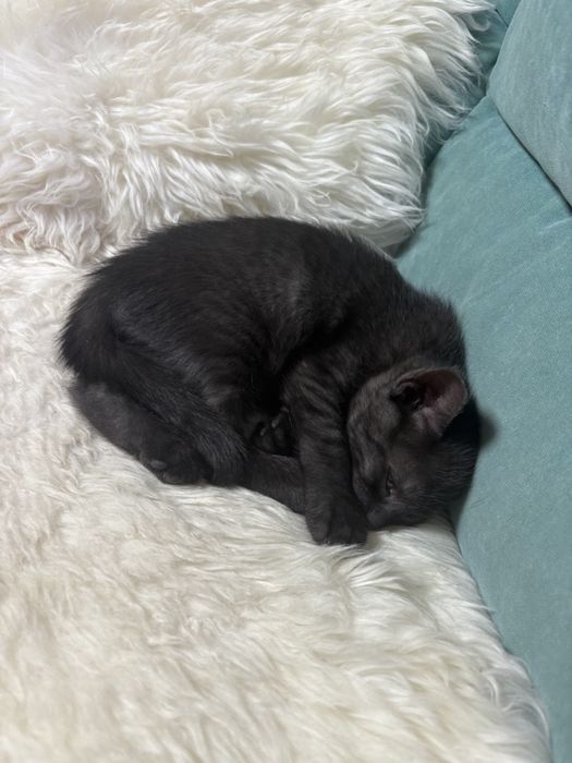 Кошеня хлопчик - 2 місяці безкоштовно