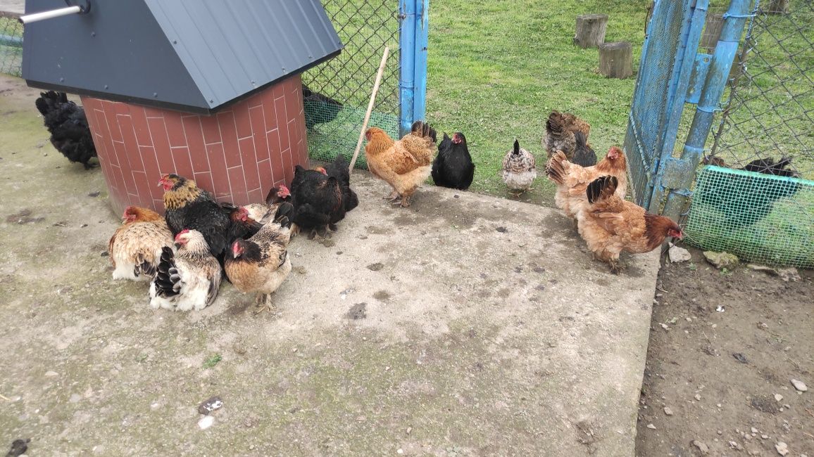 Кури несучки 3 річні  продам.