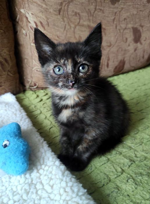 Маленькая трёхцветная котенок девочка черепашка ищет дом! Котята в хор