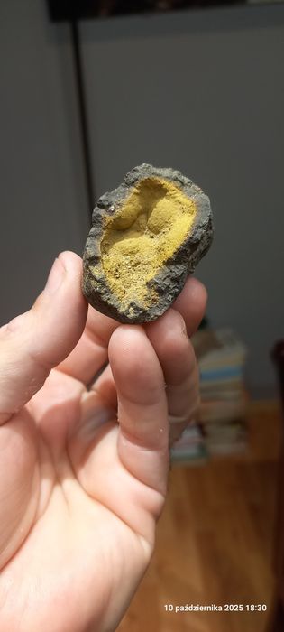 Minerały skamieniałości konkrecja limonitowa