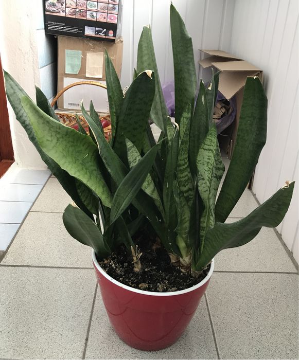 Вазон сансев’єра, тещин язик