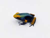 Древолаз dendrobates tinctorius tumucumaque, лягушка