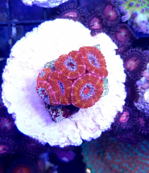 Acanthastrea koralowiec akwarium morskie