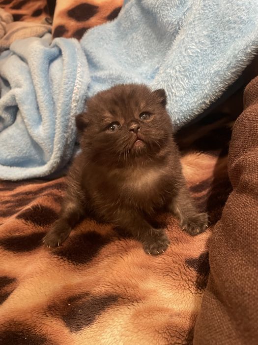 Плюшевий кумочок щастя