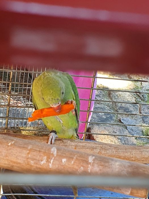 *** Ring Neck verde ***