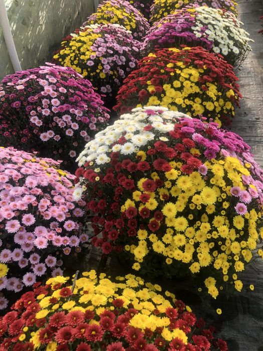 Chryzantemy na Wszystkich Świętych