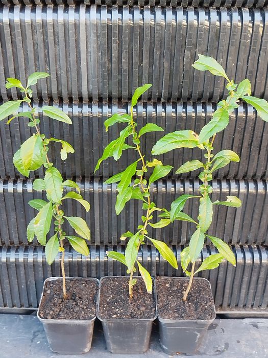 Хеномелес.Айва японська