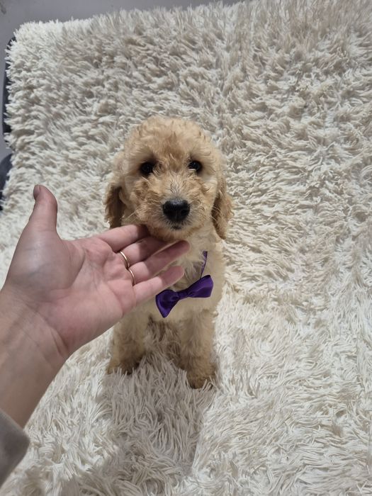 Goldendoodle f1b standard