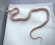 Wąż zbożowy samica snow tessera scaleless