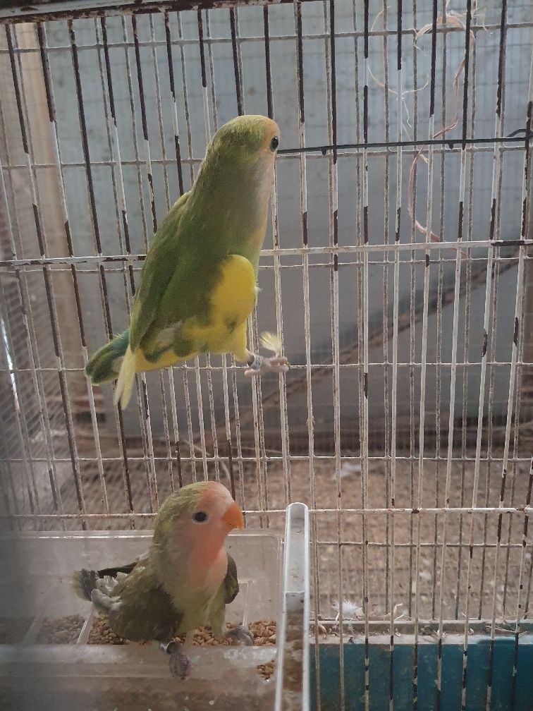 Agapornis varias mutações.