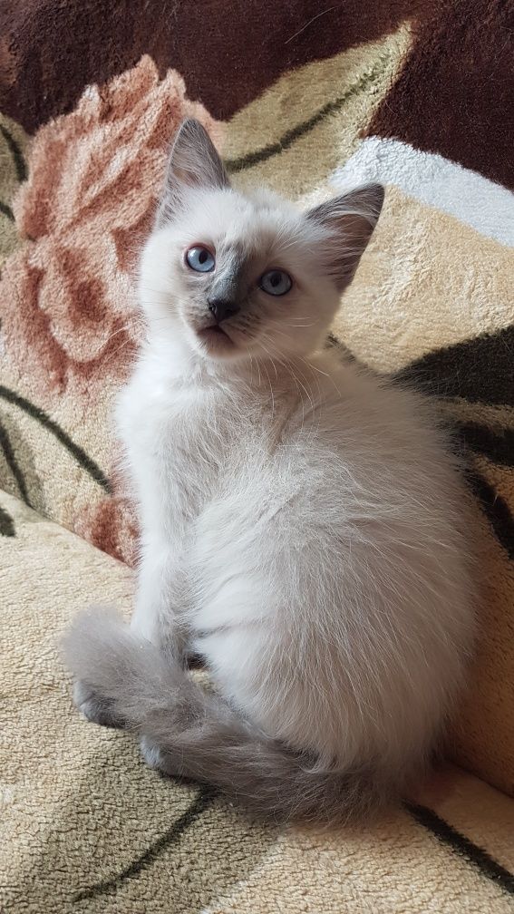 Ragdoll kotek RAG a